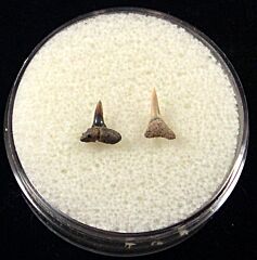 Real Glyphis river shark teeth for sale | Buried Treasure Fossils