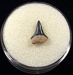 Real Glyphis river shark teeth for sale | Buried Treasure Fossils. Tooth on right.