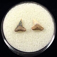 Rare Spearhead shark tooth for sale | Buried Treasure Fossils. Tooth on the left.