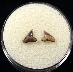 Rare Spearhead shark tooth for sale | Buried Treasure Fossils. Tooth on the right.
