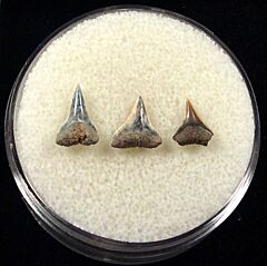 Sumatran Glyphis glyphis shark tooth for sale | Buried Treasure Fossils. Tooth in the center.