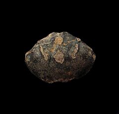 Rare Sumatran fossil crab for sale | Buried Treasure Fossils
