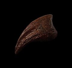 Hell Creek Oviraptor claw for sale |Buried Treasure Fossils 