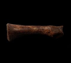 Hell Creek Oviraptor claw for sale |Buried Treasure Fossils 