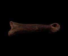 Anzu hand bone | Buried Treasure Fossils