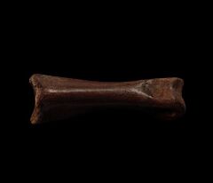 Anzu metacarpal bone | Buried Treasure Fossils