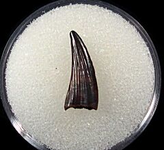 Hell Creek Paronychodon tooth for sale | Buried Treasure Fossils