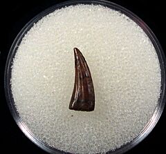 Nice Paronychodon tooth for sale | Buried Treasure Fossils
