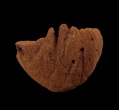 Triceratops upper beak for sale | Buried Treasure Fossils