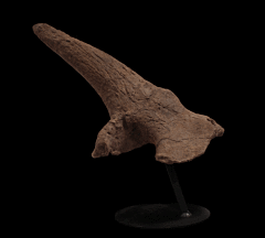 Triceratops horn | Buried Treasure Fossils