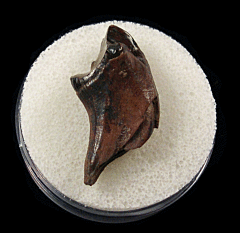 Leptoceratops gracilis tooth | Buried Treasure Fossils