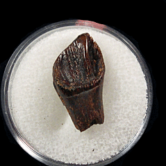 Triceratops horridus tooth for sale | Buried Treasure Fossils