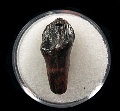 Triceratops horridus tooth for sale | Buried Treasure Fossils