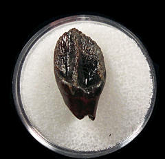 Hell Creek Leptoceratops gracilis tooth for sale | Buried Treasure Fossils
