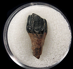 Triceratops horridus tooth for sale | Buried Treasure Fossils