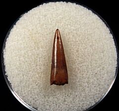 Nice Richardoestesia tooth for sale | Buried Treasure Fossils