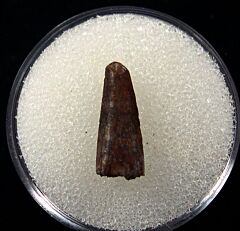 Montana Richardoestesia tooth for sale | Buried Treasure Fossils