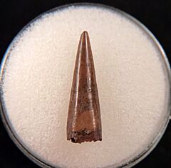 Big Richardoestesia tooth for sale | Buried Treasure Fossils