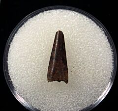 Real Richardoestesia tooth for sale | Buried Treasure Fossils