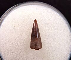 Quality Richardoestesia tooth for sale | Buried Treasure Fossils