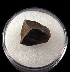 Juvenile Edmontosaurus tooth for sale | Buried Treasure Fossils