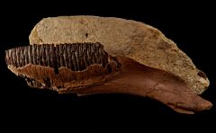 Hadrosaur lower jaw section for sale | Buried Treasure Fossils