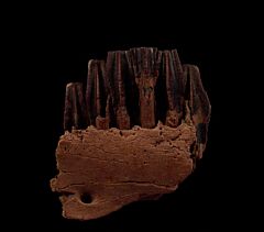 Hadrosaur lower jaw section for sale | Buried Treasure Fossils