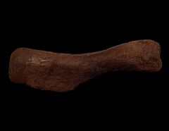 Edmontosaurus humerous | Buried Treasure Fossils