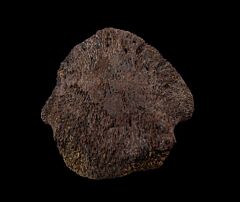 Large Edmontosaurus toe claw for sale | Buried Treasure Fossils