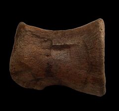 Edmontosaurus toe bone for sale | Buried Treasure Fossils