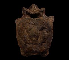 Cheap Edmontosaurus vertebra for sale | Buried Treasure Fossils