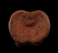 Large Edmontosaurus vertebra for sale | Buried Treasure Fossils