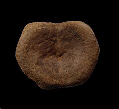 Cheap Edmontosaurus vertebra for sale | Buried Treasure Fossils