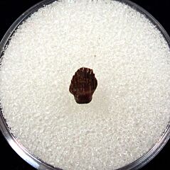 Rooted Thescelosaurus premaxillary tooth for sale | Buried Treasure Fossils