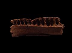 Thescelosaurus jaw for sale | Buried Treasure Fossils