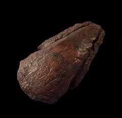 Thescelosaurus pes ungual for sale | Buried Treasure Fossils