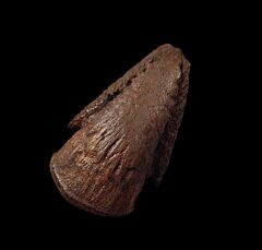 Thescelosaurus pes ungual for sale | Buried Treasure Fossil