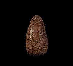 Thescelosaurus claw for sale | Buried Treasure Fossils