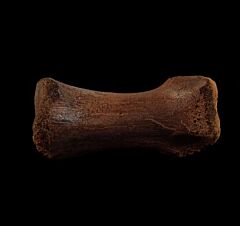 Thescelosaurus
