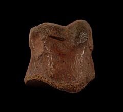 Large Thescelosaurus pes bone for sale | Buried Treasure Fossils