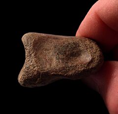 Thescelosaurus toe bone for sale | Buried Treasure Fossils