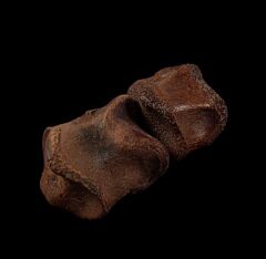 Hell Creek Thescelosaurus pes toe bone for sale | Buried Treasure Fossils