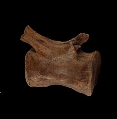 Thescelosaurus caudal vertebra for sale | Buried Treasure Fossils