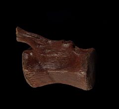 Thescelosaurus toe bone for sale | Buried Treasure Fossils