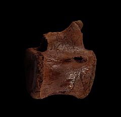 Hell Creek Thescelosaurus vertebra for sale | Buried Treasure Fossils