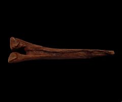 Thescelosaurus vertebra chevron | Buried Treasure Fossils