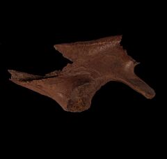 Thescelosaurus
