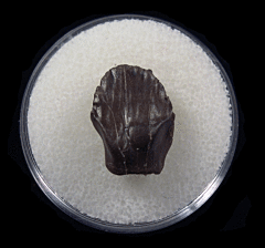 Hell Creek Denversaurus tooth for sale | Buried Treasure Fossils