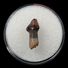 Real Ankylosaurus tooth for sale | Buried Treasure Fossils