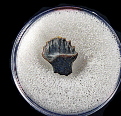 Edmontonia tooth | Buried Treasure Fossils